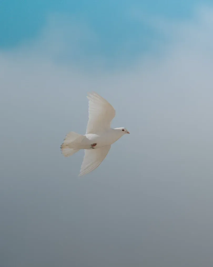 Eine weiße Taube fliegt vor blauem Himmel